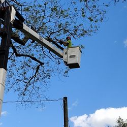 Sicher's TreeWorkz