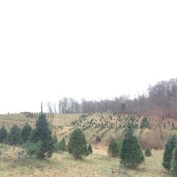Bohman Christmas Tree Farm
