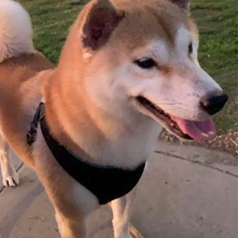 Stanton Pet Hospital - My happy dog - Veterinarians Near Me - Stanton, California Stanton Pet Hospital - My happy dog - Veterinarians Near Me - Stanton, California