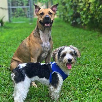 Lovingpaws Pet Services - Timber and papito Rivera. - Pet Groomers Near Me - Miami, Florida Lovingpaws Pet Services - Timber and papito Rivera. - Pet Groomers Near Me - Miami, Florida