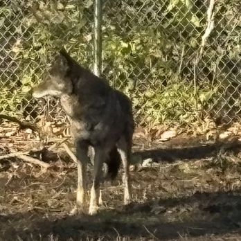 Miller Park Zoo - Gray Wolf - Zoos Near Me - Bloomington, Illinois Miller Park Zoo - Gray Wolf - Zoos Near Me - Bloomington, Illinois