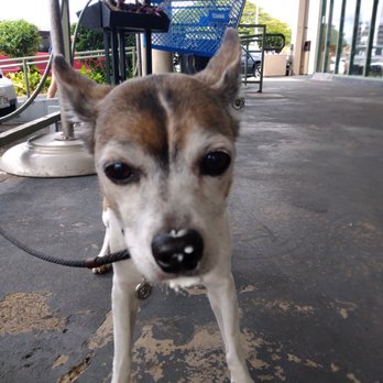 Starbucks - Got some of that puppuccino on my face - Coffee & Tea Near Me - Aiea, Hawaii