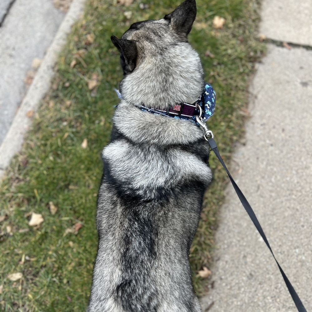 My dog