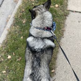 My dog My dog