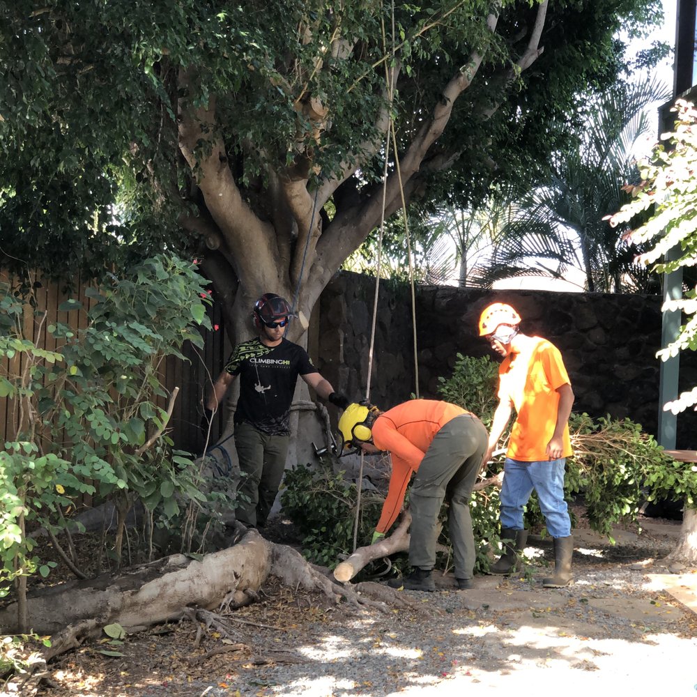 Climbing Hi - Guys all knew their roles and worked well together - Tree Services Near Me