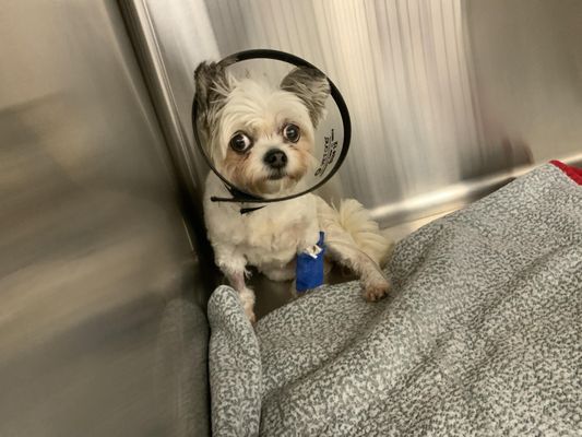 Medvet Columbus East Wilson Bridge Road Worthington Oh MEDVET COLUMBUS - Updated July 2025 - 54 Photos & 182 Reviews - 300 E