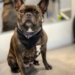 mobile pet grooming rancho cordova