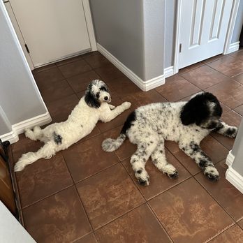 Camp Schultz Dog Board and Play - After boarding for 5 days they are happy and tired! - Pet Groomers Near Me - Bonita, California