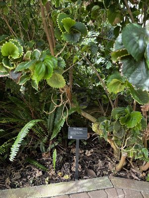 Foellinger-Freimann Botanical Conservatory by null