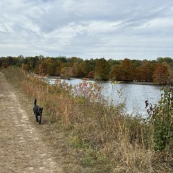 Hawthorn Park - Dog by lake
