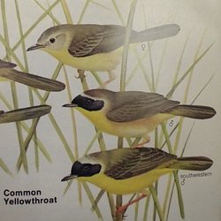 Woodland Dunes Nature Center - Common yellow throat at Woodland Dunes