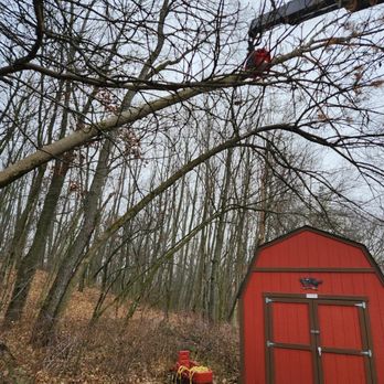 Tree Wise Men - Tree Services Near Me - Janesville, Wisconsin Tree Wise Men - Tree Services Near Me - Janesville, Wisconsin