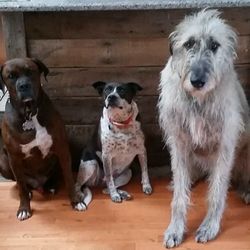 Dog Guard of Illinois - Chris' dogs - Clover, Harley, Pepper, Mick & Otis