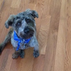 Canine Grooming Cottage Spa & Boutique - I'm adorable.  Thank you Canine Grooming Cottage!