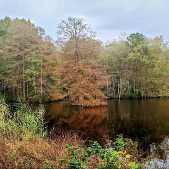 Trap Pond State Park - Fall Foliage - Parks Near Me - Laurel, Delaware