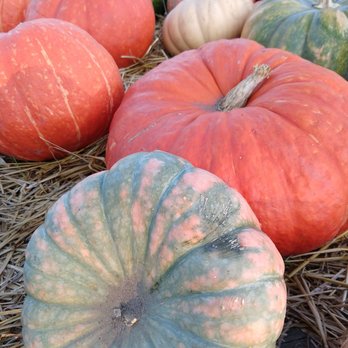 The Pumpkin Factory - Local Flavor Near Me - Belleville, Michigan