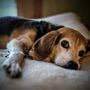 Photo of Red Oak Animal Hospital