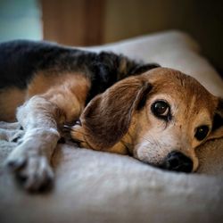 Red Oak Animal Hospital - Why Is My Dog Not Acting Like Themselves?
If you notice any concerning changes, call us at 913-533-2370 to schedule an evaluation.