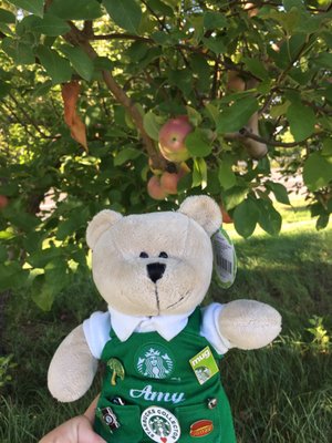 Rulfs Orchard by null