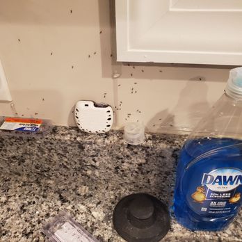 National Exterminating - Pest Control Near Me - Newport News, Virginia National Exterminating - Pest Control Near Me - Newport News, Virginia