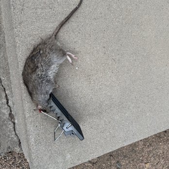 Orkin - One of eight Rats never seen anything like this before - Pest Control Near Me - Denver, Colorado Orkin - One of eight Rats never seen anything like this before - Pest Control Near Me - Denver, Colorado