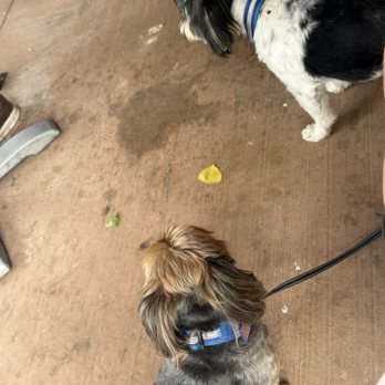 Wild Thyme Cafe - Pups - Whiskey Bars Near Me - Springdale, Utah Wild Thyme Cafe - Pups - Whiskey Bars Near Me - Springdale, Utah
