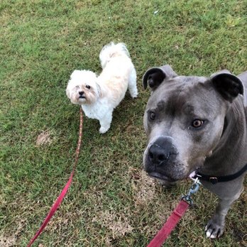 Pets Domain ATX - Dog Walkers Near Me