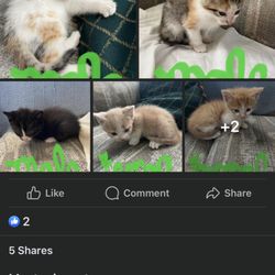 O & W's Towing - Apparently this is how Wayne doves behaves on facebook
