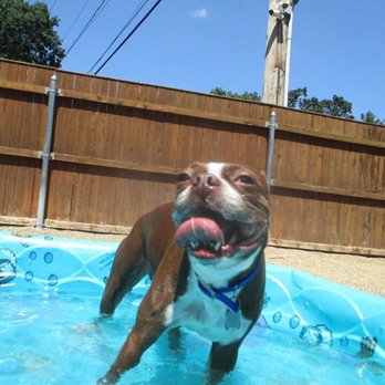 Free Dog - Bentley - Pet Sitting Near Me - Plaistow, New Hampshire