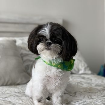 Pet Styles by Jennifer - Full Dog Groom (Includes Haircut) - Pet Groomers Near Me - Dunedin, Florida Pet Styles by Jennifer - Full Dog Groom (Includes Haircut) - Pet Groomers Near Me - Dunedin, Florida