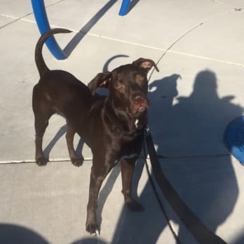 Cassie Cares Pet Sitting - My mission is to give pet owners peace of mind while they are away. - Pet Sitting Near Me Cassie Cares Pet Sitting - My mission is to give pet owners peace of mind while they are away. - Pet Sitting Near Me