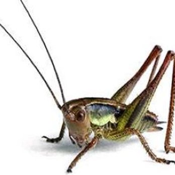Lloyd Pest & Termite Control - Pest Control Near Me - Anaheim, California Lloyd Pest & Termite Control - Pest Control Near Me - Anaheim, California