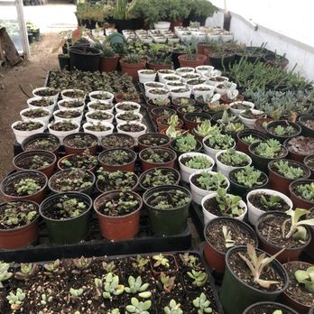 Azul and Verde Nursery - More succulents- tiny! - Nurseries & Gardening Near Me - Torrance, California Azul and Verde Nursery - More succulents- tiny! - Nurseries & Gardening Near Me - Torrance, California
