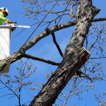 Affordable Tree Service - Tree Services Near Me - Beaufort, South Carolina