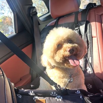 Doggie Dos - Pet Groomers Near Me - La Mesa, California Doggie Dos - Pet Groomers Near Me - La Mesa, California