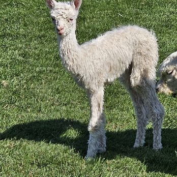 Sandollar Farms - Two days old! - Attraction Farms Near Me - Kennewick, Washington Sandollar Farms - Two days old! - Attraction Farms Near Me - Kennewick, Washington