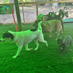 Pawadise Pet Sitting