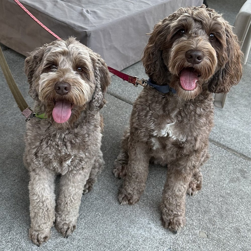 Camas Canine Coach - Our girls - Pet Training Near Me