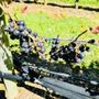 Photo of Raphael Vineyard and Winery