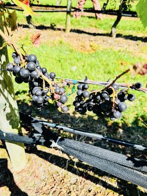 Raphael Vineyard and Winery