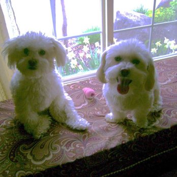 Muddy Paws Grooming - Amy (on the left) and Bingo wish his tongue hangin' out :) - Pet Groomers Near Me - Oakley, California
