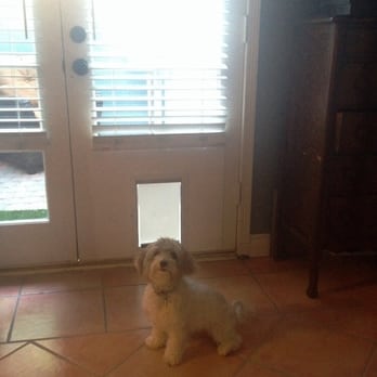 Moore Replacements - Winnie's super excited about her new doggy door :) - Windows Installation Near Me - Costa Mesa, California