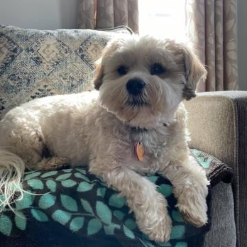 Perry Vet - Cody (male shihtzu) came out of a puppy mill in Chautauqua County at 10 weeks old in 2014. - Veterinarians Near Me - Chaffee, New York Perry Vet - Cody (male shihtzu) came out of a puppy mill in Chautauqua County at 10 weeks old in 2014. - Veterinarians Near Me - Chaffee, New York