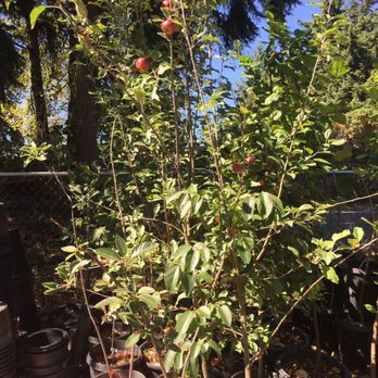 Restoring Eden - Apple - Nurseries & Gardening Near Me - Seattle, Washington Restoring Eden - Apple - Nurseries & Gardening Near Me - Seattle, Washington