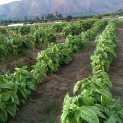 Tierra Miguel Farm and Foundation
