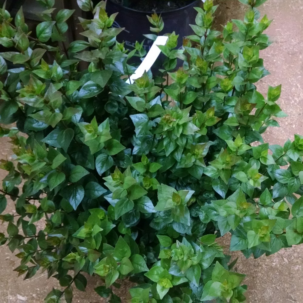 Leilani's Gardens - I love the leaves but not the blooms of this Abelia plant. - Nurseries & Gardening Near Me - Dawsonville, Georgia Leilani's Gardens - I love the leaves but not the blooms of this Abelia plant. - Nurseries & Gardening Near Me - Dawsonville, Georgia