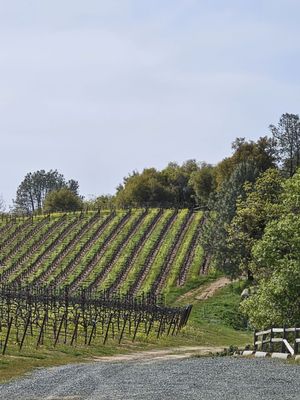 Skinner Vineyards & Winery by null