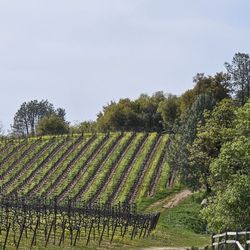 Skinner Vineyards