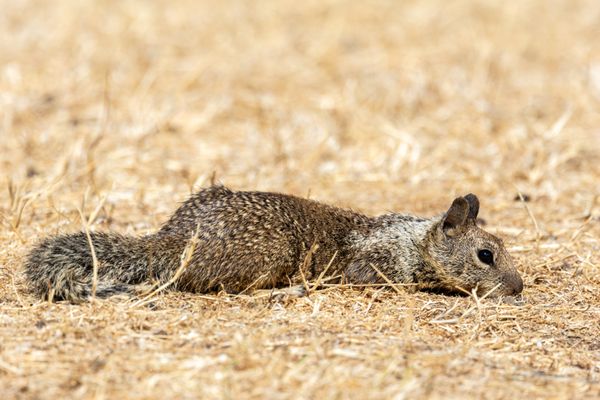 Coyote Hills Regional Park by null