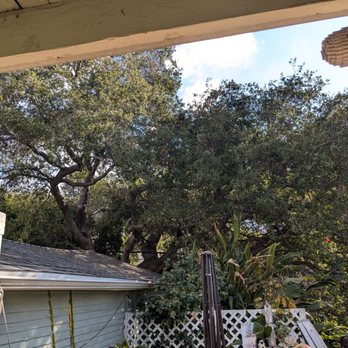 Flawless Tree Care - Oak tree trimmed - Tree Services Near Me